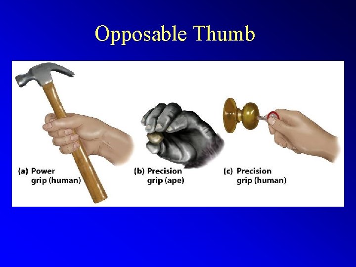 Opposable Thumb 