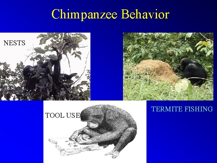 Chimpanzee Behavior NESTS TOOL USE TERMITE FISHING 