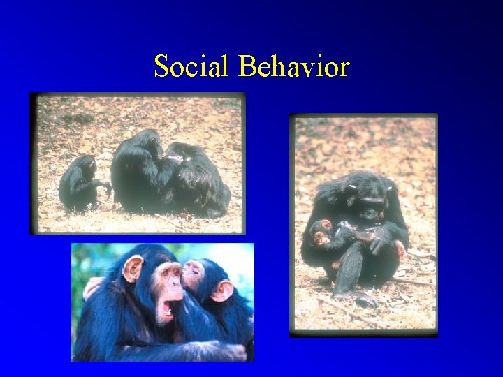 Social Behavior 