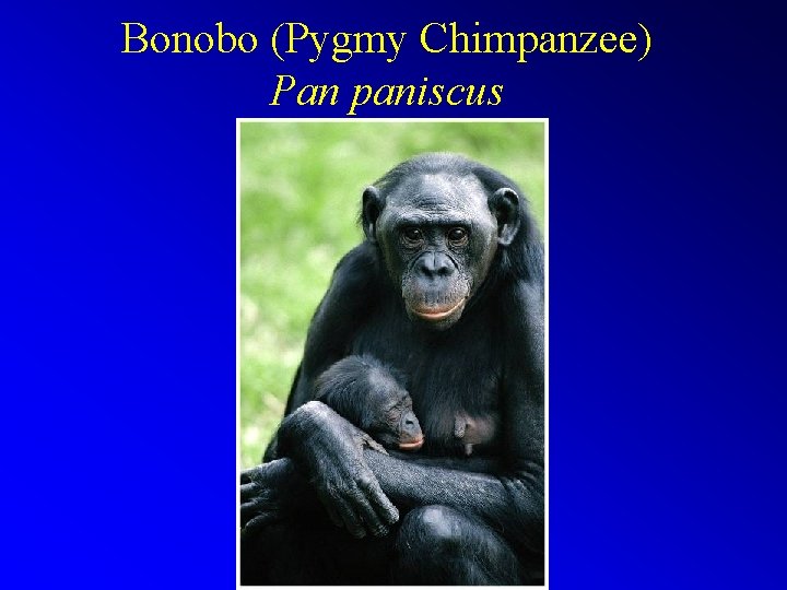 Bonobo (Pygmy Chimpanzee) Pan paniscus 