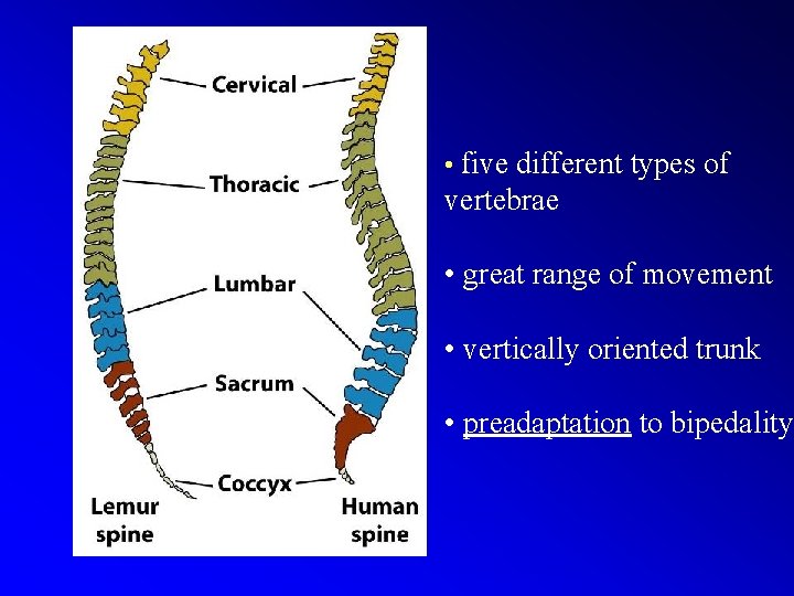  • five different types of vertebrae • great range of movement • vertically