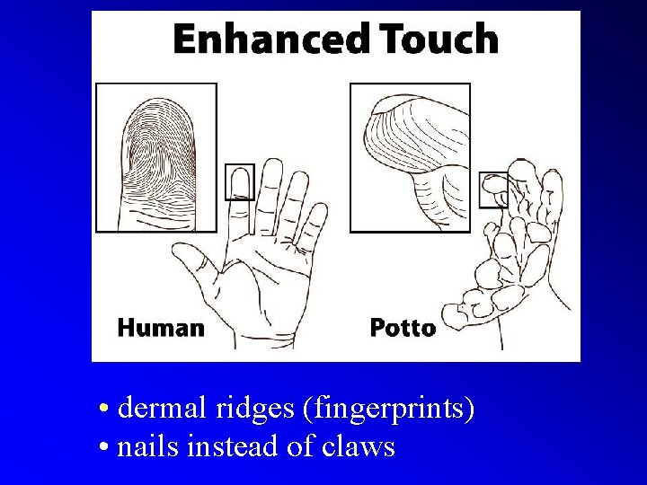  • dermal ridges (fingerprints) • nails instead of claws 