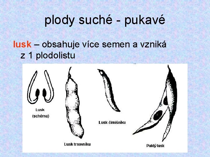 plody suché - pukavé lusk – obsahuje více semen a vzniká z 1 plodolistu plody suché - pukavé lusk – obsahuje více semen a vzniká z 1 plodolistu
