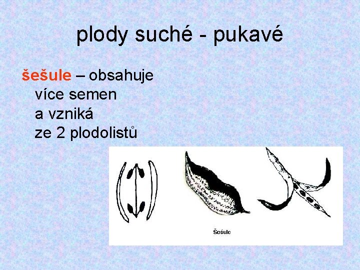 plody suché - pukavé šešule – obsahuje více semen a vzniká ze 2 plodolistů plody suché - pukavé šešule – obsahuje více semen a vzniká ze 2 plodolistů