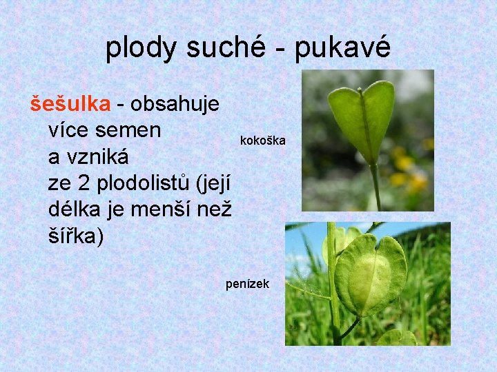 plody suché - pukavé šešulka - obsahuje více semen kokoška a vzniká ze 2 plody suché - pukavé šešulka - obsahuje více semen kokoška a vzniká ze 2