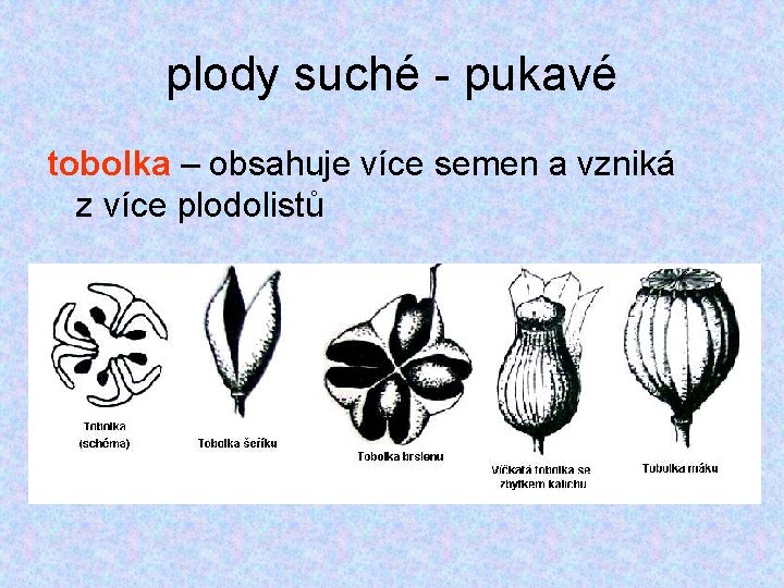 plody suché - pukavé tobolka – obsahuje více semen a vzniká z více plodolistů plody suché - pukavé tobolka – obsahuje více semen a vzniká z více plodolistů