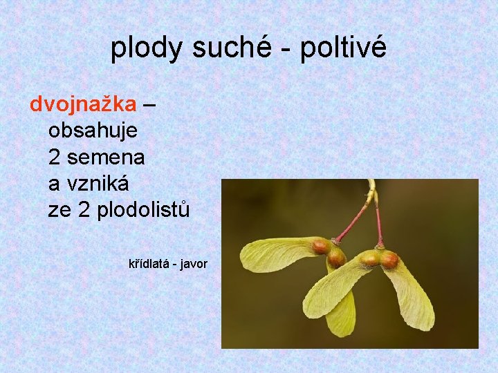 plody suché - poltivé dvojnažka – obsahuje 2 semena a vzniká ze 2 plodolistů plody suché - poltivé dvojnažka – obsahuje 2 semena a vzniká ze 2 plodolistů