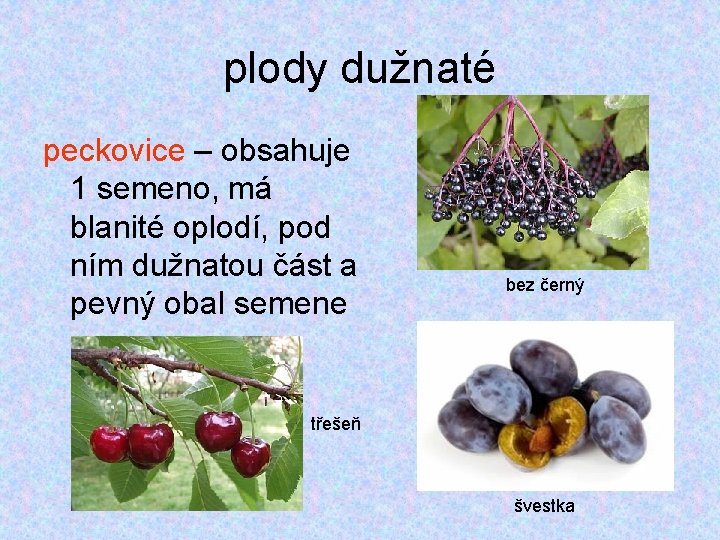 plody dužnaté peckovice – obsahuje 1 semeno, má blanité oplodí, pod ním dužnatou část plody dužnaté peckovice – obsahuje 1 semeno, má blanité oplodí, pod ním dužnatou část
