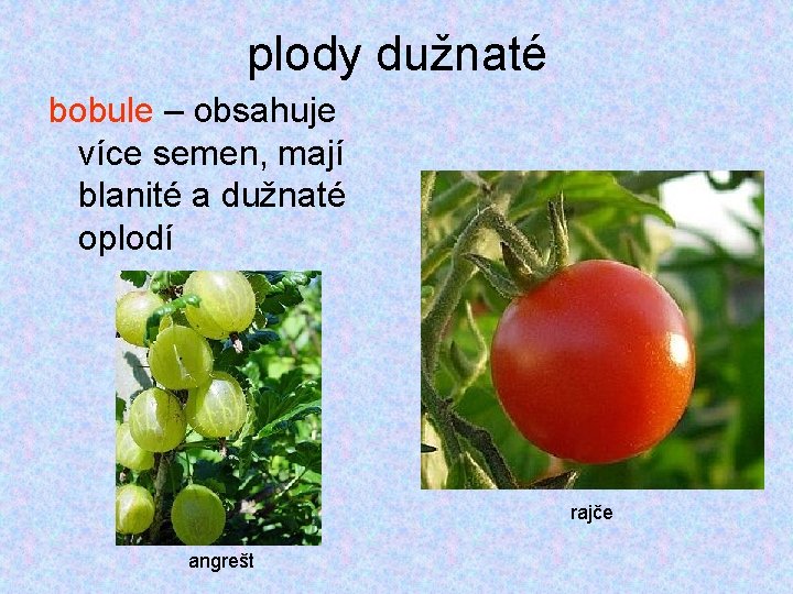 plody dužnaté bobule – obsahuje více semen, mají blanité a dužnaté oplodí rajče angrešt plody dužnaté bobule – obsahuje více semen, mají blanité a dužnaté oplodí rajče angrešt