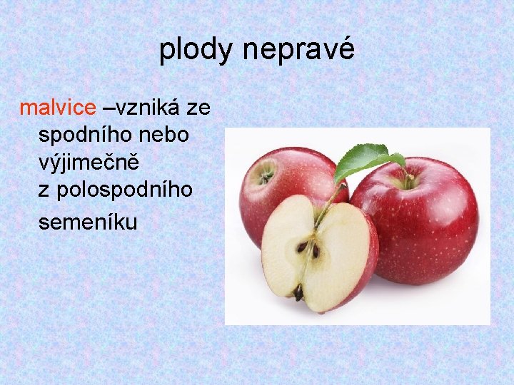plody nepravé malvice –vzniká ze spodního nebo výjimečně z polospodního semeníku plody nepravé malvice –vzniká ze spodního nebo výjimečně z polospodního semeníku