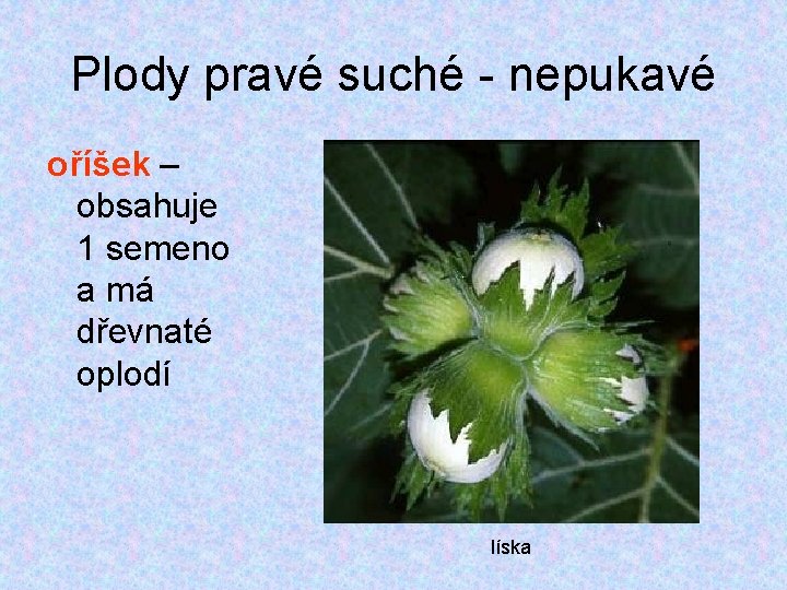 Plody pravé suché - nepukavé oříšek – obsahuje 1 semeno a má dřevnaté oplodí Plody pravé suché - nepukavé oříšek – obsahuje 1 semeno a má dřevnaté oplodí