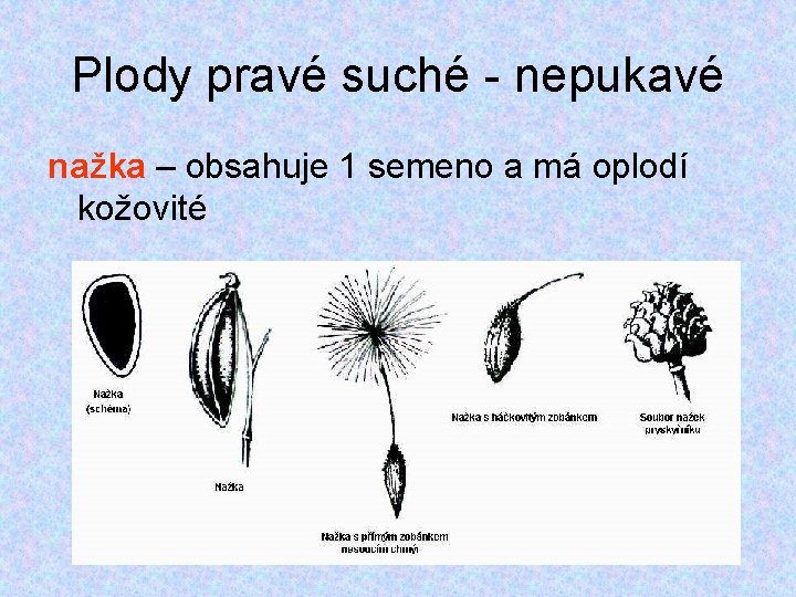 Plody pravé suché - nepukavé nažka – obsahuje 1 semeno a má oplodí kožovité Plody pravé suché - nepukavé nažka – obsahuje 1 semeno a má oplodí kožovité