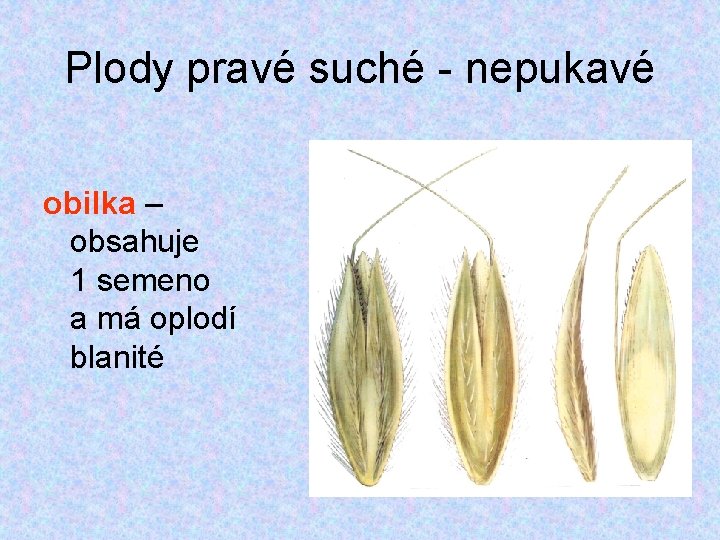 Plody pravé suché - nepukavé obilka – obsahuje 1 semeno a má oplodí blanité Plody pravé suché - nepukavé obilka – obsahuje 1 semeno a má oplodí blanité