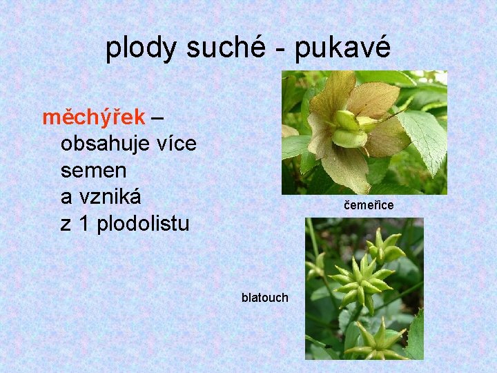 plody suché - pukavé měchýřek – obsahuje více semen a vzniká z 1 plodolistu plody suché - pukavé měchýřek – obsahuje více semen a vzniká z 1 plodolistu