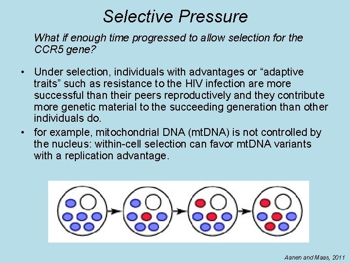 Selective Pressure What if enough time progressed to allow selection for the CCR 5