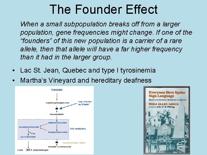 The Founder Effect When a small subpopulation breaks off from a larger population, gene