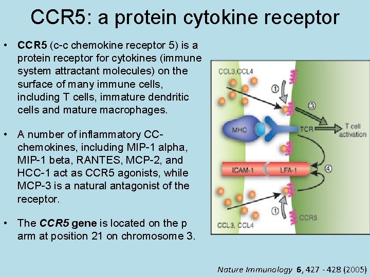 CCR 5: a protein cytokine receptor • CCR 5 (c-c chemokine receptor 5) is