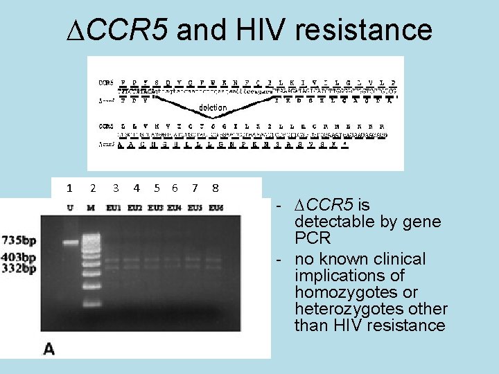  CCR 5 and HIV resistance 1 2 3 4 5 6 7 8
