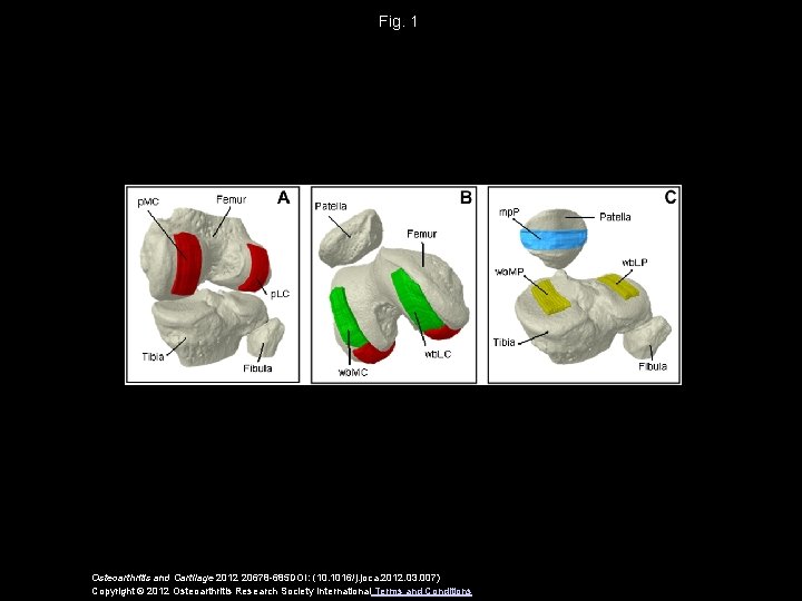 Fig. 1 Osteoarthritis and Cartilage 2012 20678 -685 DOI: (10. 1016/j. joca. 2012. 03.