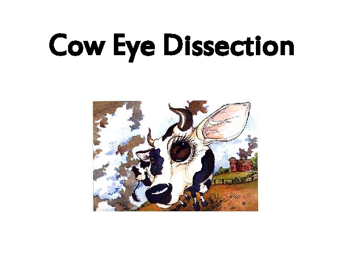Cow Eye Dissection 