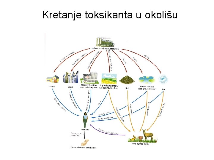 Kretanje toksikanta u okolišu 