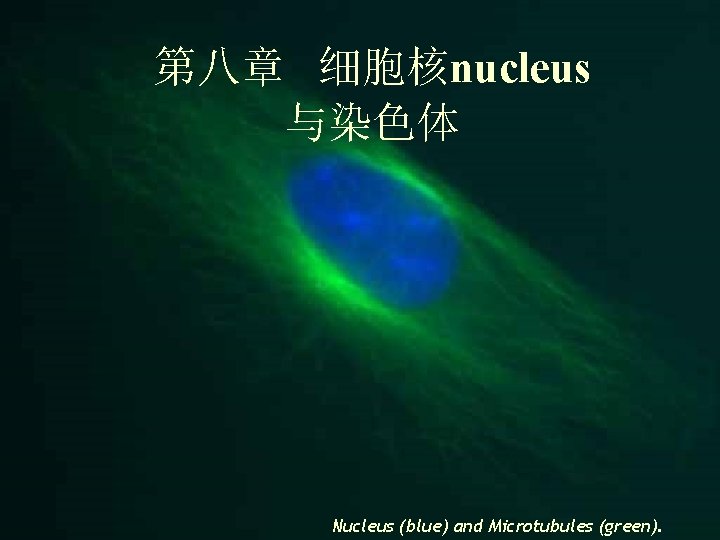 第八章 细胞核nucleus 与染色体 Nucleus (blue) and Microtubules (green). 