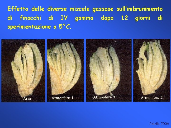 Effetto delle diverse miscele gassose sull’imbrunimento di finocchi di IV gamma dopo 12 giorni