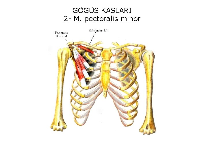 GÖGÜS KASLARI 2 - M. pectoralis minor 