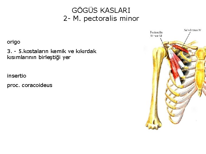 GÖGÜS KASLARI 2 - M. pectoralis minor origo 3. - 5. kostaların kemik ve