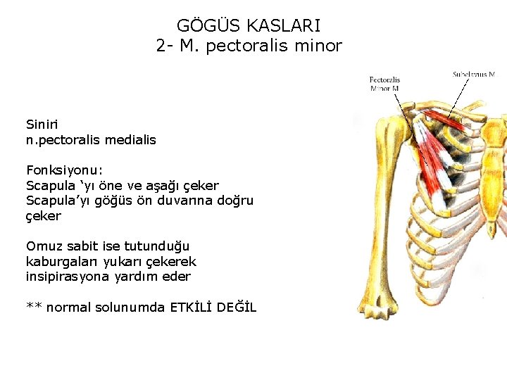 GÖGÜS KASLARI 2 - M. pectoralis minor Siniri n. pectoralis medialis Fonksiyonu: Scapula ‘yı