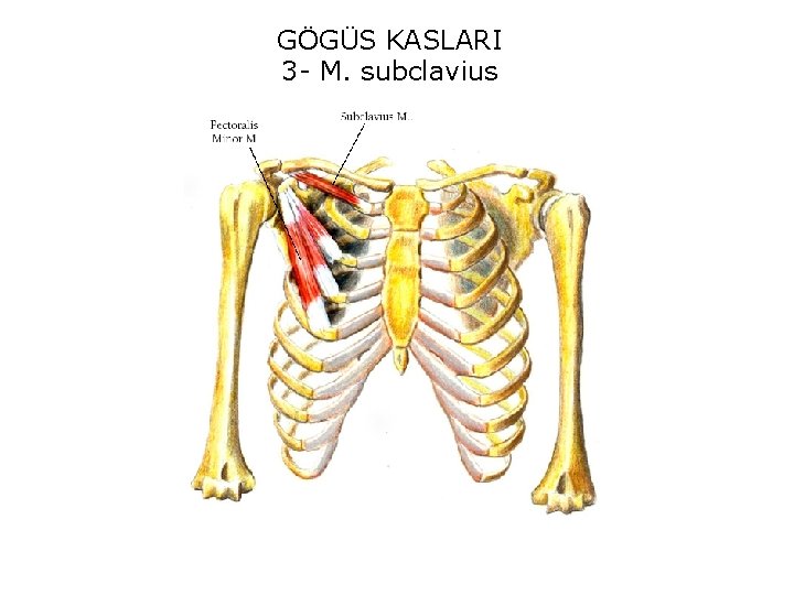 GÖGÜS KASLARI 3 - M. subclavius 