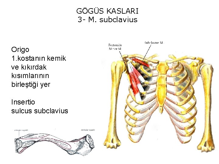 GÖGÜS KASLARI 3 - M. subclavius Origo 1. kostanın kemik ve kıkırdak kısımlarının birleştiği