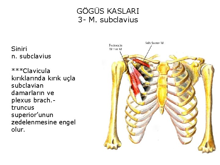 GÖGÜS KASLARI 3 - M. subclavius Siniri n. subclavius ***Clavicula kırıklarında kırık uçla subclavian