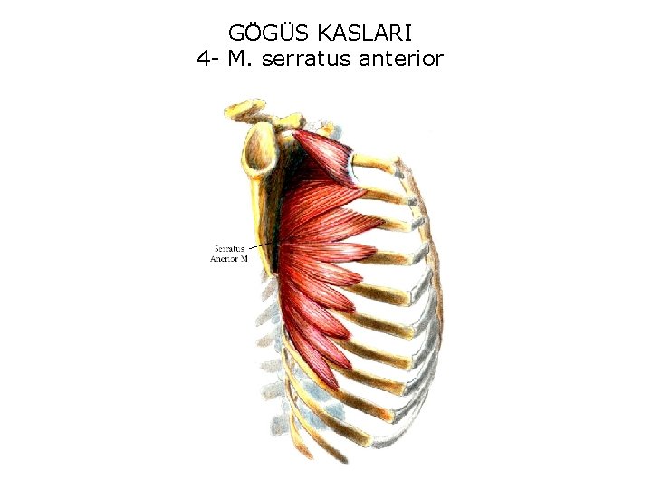 GÖGÜS KASLARI 4 - M. serratus anterior 