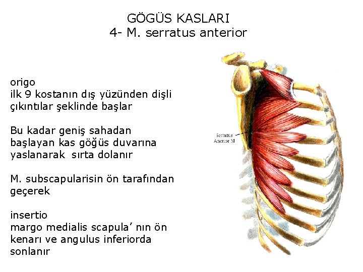 GÖGÜS KASLARI 4 - M. serratus anterior origo ilk 9 kostanın dış yüzünden dişli