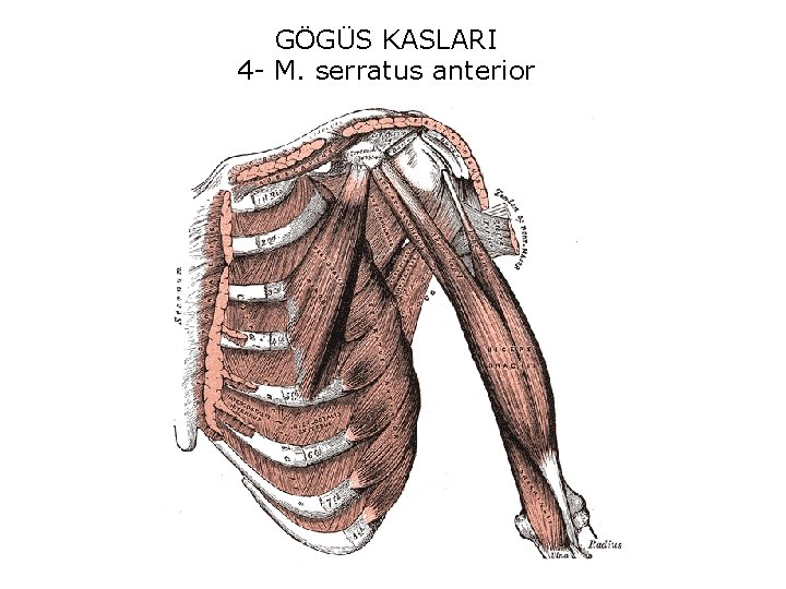 GÖGÜS KASLARI 4 - M. serratus anterior 