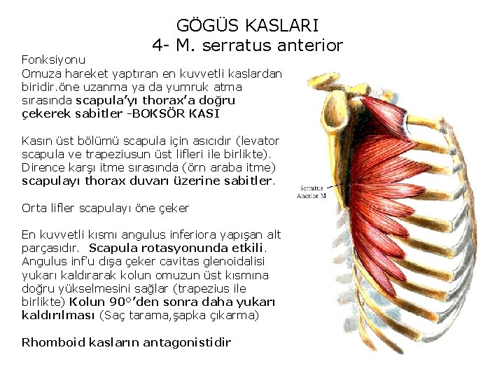 GÖGÜS KASLARI 4 - M. serratus anterior Fonksiyonu Omuza hareket yaptıran en kuvvetli kaslardan