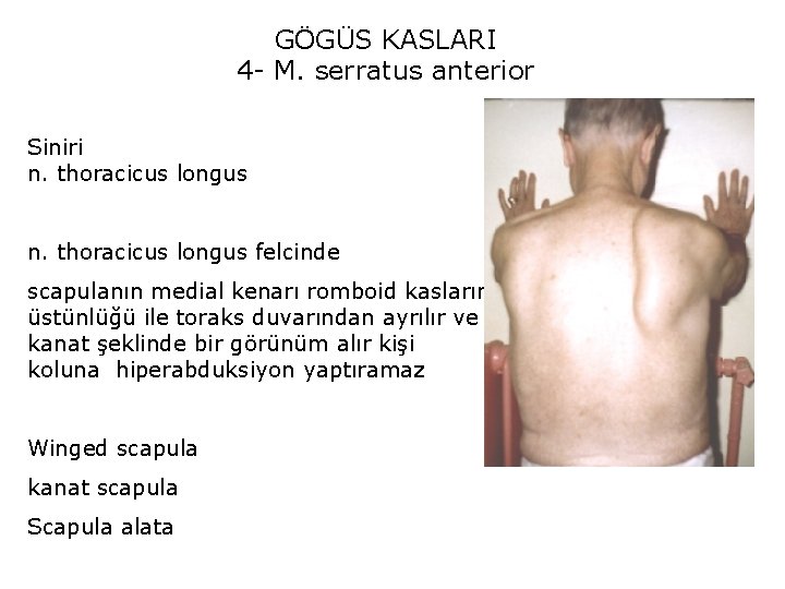 GÖGÜS KASLARI 4 - M. serratus anterior Siniri n. thoracicus longus felcinde scapulanın medial