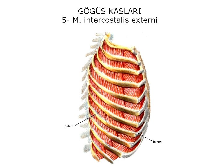 GÖGÜS KASLARI 5 - M. intercostalis externi 
