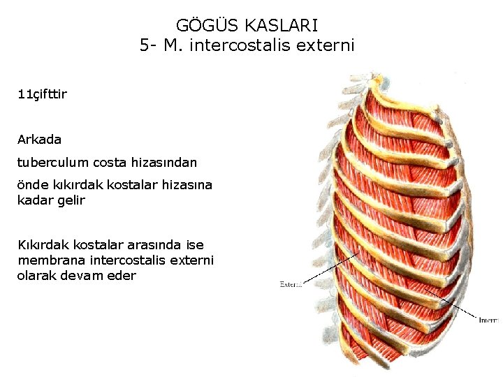 GÖGÜS KASLARI 5 - M. intercostalis externi 11çifttir Arkada tuberculum costa hizasından önde kıkırdak