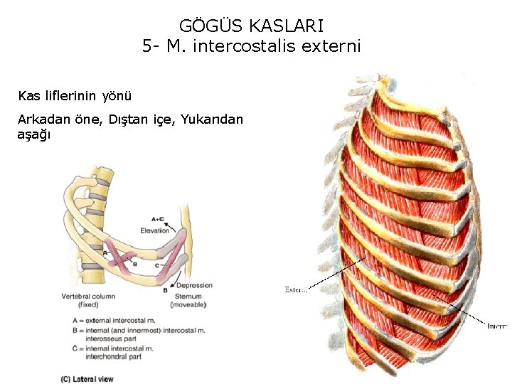 GÖGÜS KASLARI 5 - M. intercostalis externi Kas liflerinin yönü Arkadan öne, Dıştan içe,