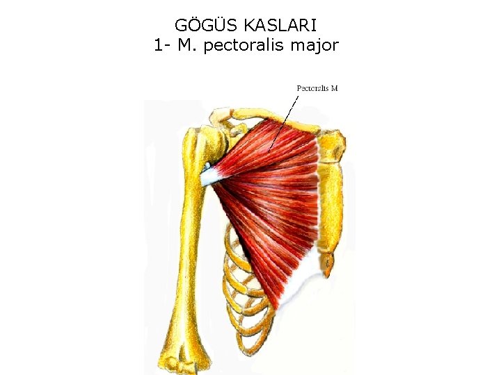 GÖGÜS KASLARI 1 - M. pectoralis major 