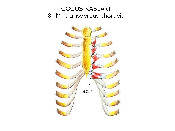 GÖGÜS KASLARI 8 - M. transversus thoracis 