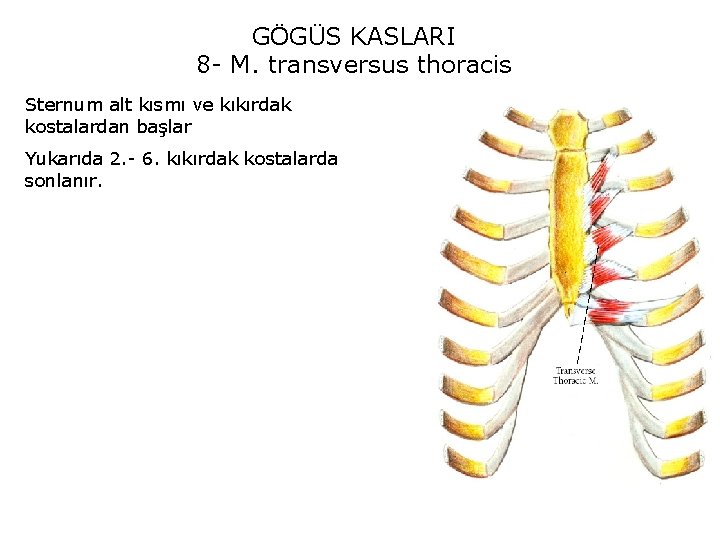 GÖGÜS KASLARI 8 - M. transversus thoracis Sternum alt kısmı ve kıkırdak kostalardan başlar