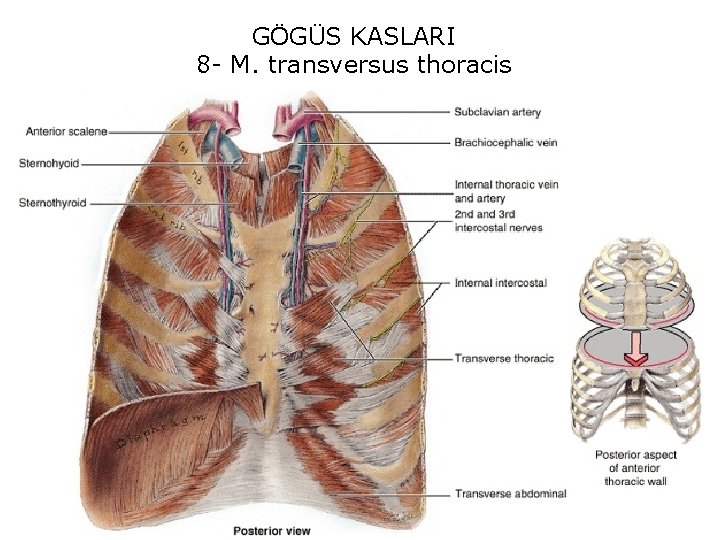 GÖGÜS KASLARI 8 - M. transversus thoracis 