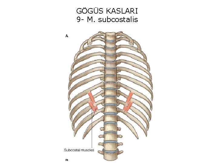 GÖGÜS KASLARI 9 - M. subcostalis 