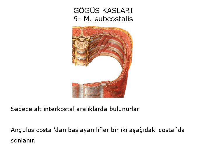 GÖGÜS KASLARI 9 - M. subcostalis Sadece alt interkostal aralıklarda bulunurlar Angulus costa ‘dan