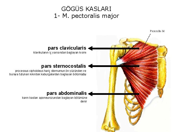 GÖGÜS KASLARI 1 - M. pectoralis major pars clavicularis klavikulanın iç yarısından başlayan kısmı