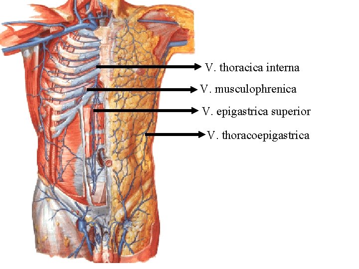 V. thoracica interna V. musculophrenica V. epigastrica superior V. thoracoepigastrica 