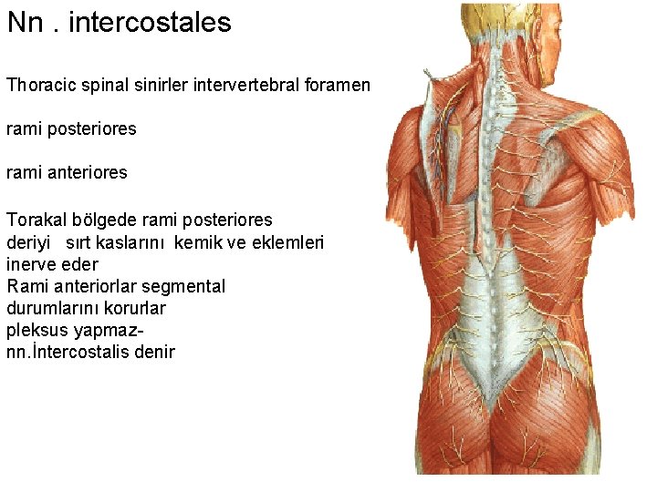 Nn. intercostales Thoracic spinal sinirler intervertebral foramen rami posteriores rami anteriores Torakal bölgede rami